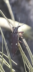 Rhinotia bidentata