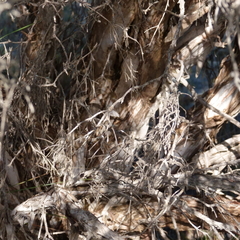 Melaleuca halmaturorum