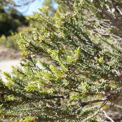 Melaleuca halmaturorum
