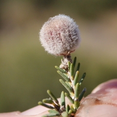 Melaleuca halmaturorum