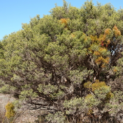 Melaleuca halmaturorum