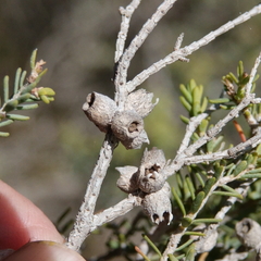 Melaleuca halmaturorum