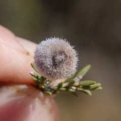 Melaleuca halmaturorum