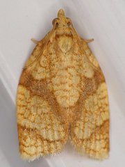 Adoxophyes negundana