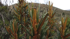Miconia salicifolia