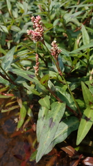 Persicaria kawagoeana