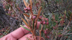 Miconia salicifolia