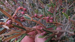 Miconia salicifolia