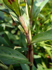 Persicaria kawagoeana