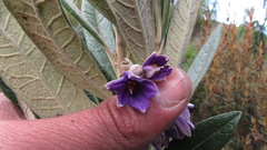 Solanum stenophyllum