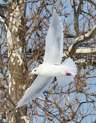 Larus glaucoides