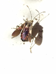 Hypselonotus punctiventris