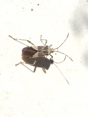 Hypselonotus punctiventris