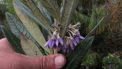 Solanum stenophyllum