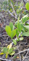 Tricerma phyllanthoides image