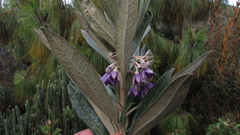 Solanum stenophyllum
