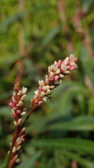 Persicaria kawagoeana