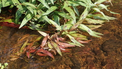 Persicaria kawagoeana