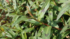 Persicaria kawagoeana