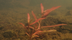 Persicaria kawagoeana
