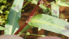 Persicaria kawagoeana