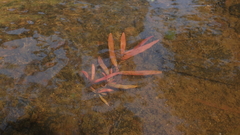 Persicaria kawagoeana