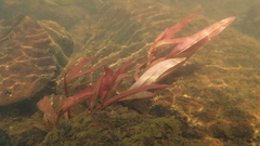 Persicaria kawagoeana