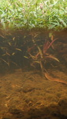 Persicaria kawagoeana