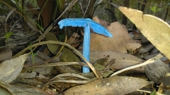 Entoloma virescens
