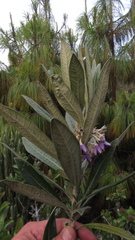 Solanum stenophyllum