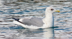 Larus glaucoides