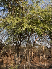 Sarcomphalus mexicanus