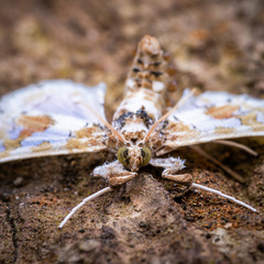 Leucinodes