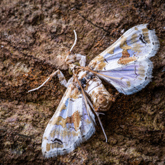 Leucinodes