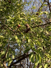 Sarcomphalus mexicanus