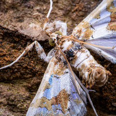 Leucinodes