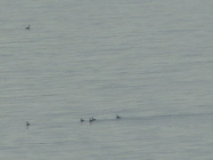 Podiceps auritus