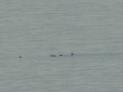 Podiceps auritus