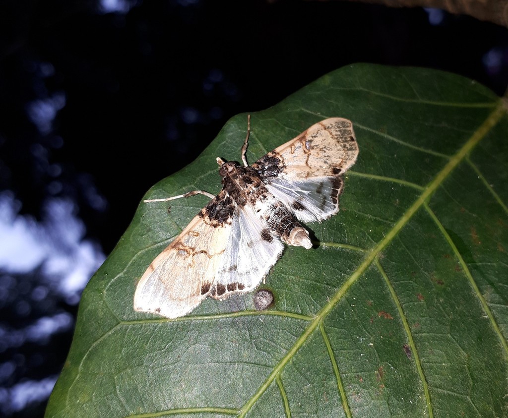 Azochis ectangulalis