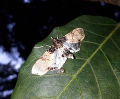 Azochis ectangulalis