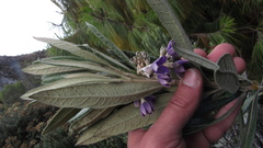 Solanum stenophyllum