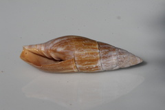 Isara carbonaria