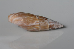 Isara carbonaria