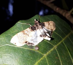 Azochis ectangulalis