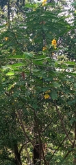 Senna didymobotrya