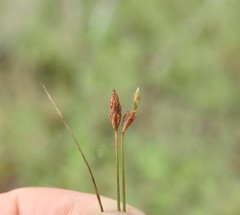 Fimbristylis polytrichoides