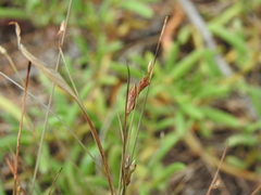 Fimbristylis polytrichoides