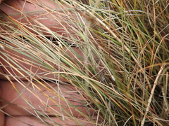 Fimbristylis polytrichoides