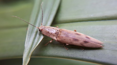 Conoderus fuscofasciatus