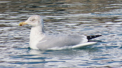 Larus argentatus